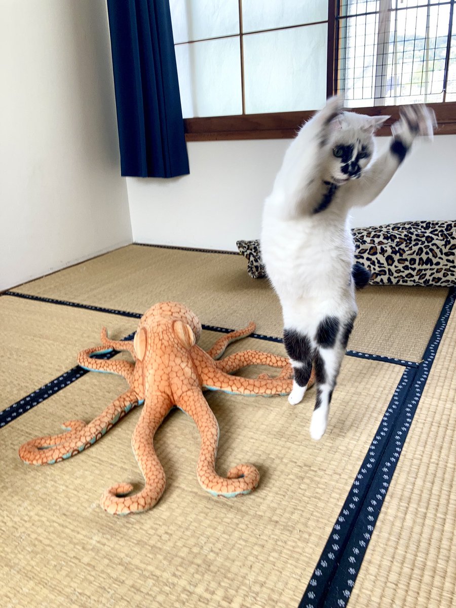 ｴﾗｲﾔｯﾁｬｴﾗｲﾔｯﾁｬ ﾖｲﾖｲﾖｲﾖｲ #熱海MuddyCat #熱海 #BAR #猫 