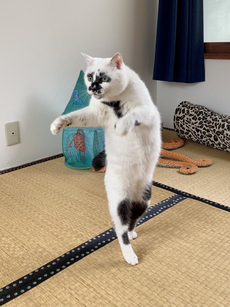 掛け軸にしたい #熱海MuddyCat #熱海 #BAR #猫 