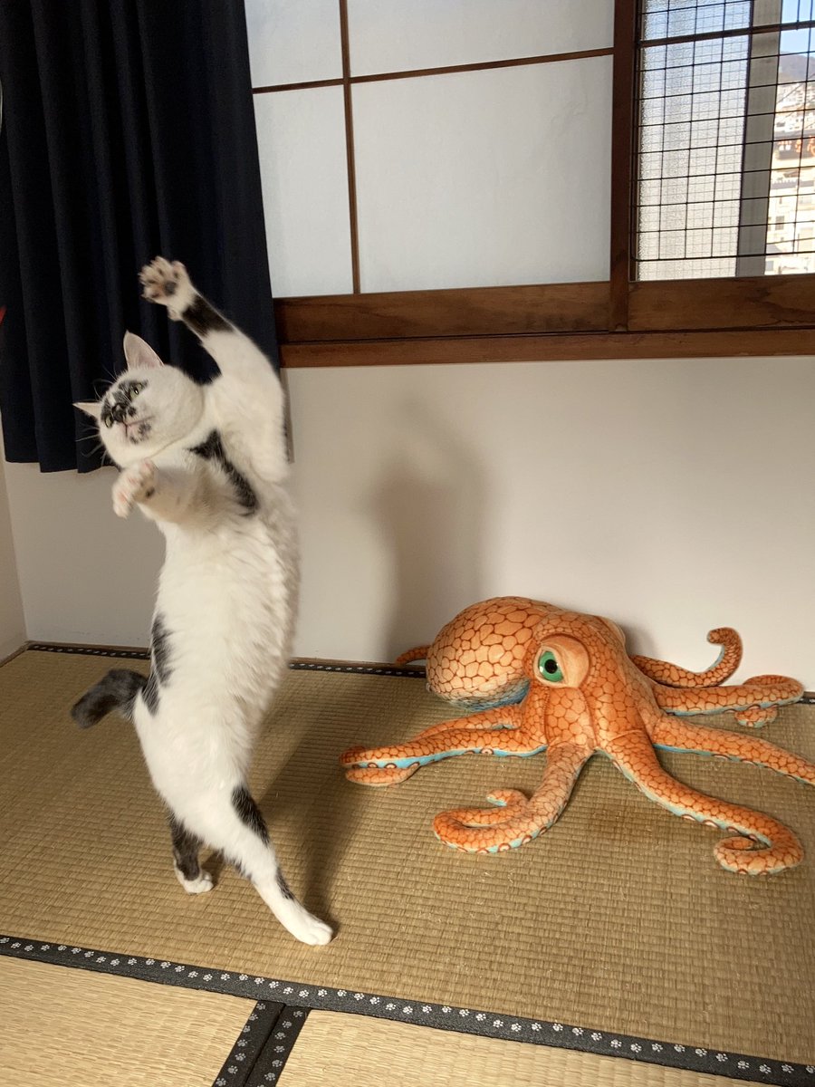 コンテンポラリーダンス #熱海MuddyCat #熱海 #BAR #猫 