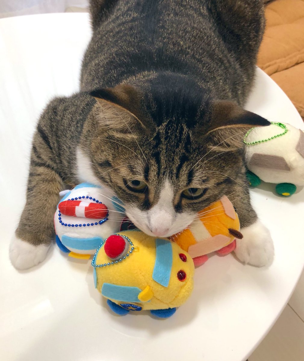 モルカーはぜんぶオレのもの！ 