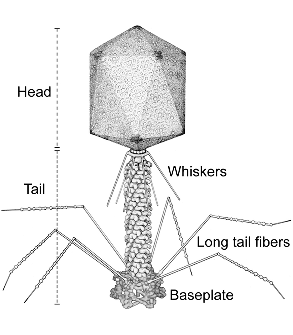 木彫りのウイルスです（？？？？） 