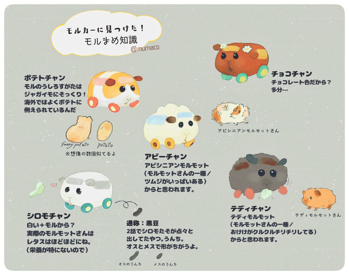 モルカー、モルモットさんの生態や習性まめ知識が散りばめられてて嬉しいからまとめてみました 
