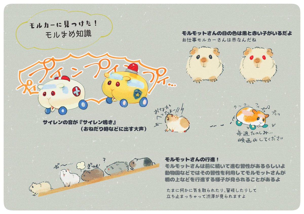 モルカー、モルモットさんの生態や習性まめ知識が散りばめられてて嬉しいからまとめてみました 