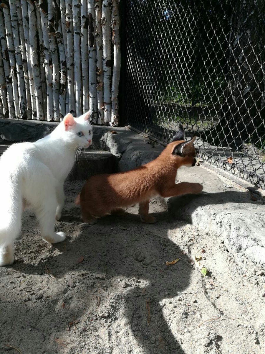 ノボシビルスク動物園でマヌルネコの子供の親代わりを職員のイエネコがやることがある話を聞きましたが サーバルやカラカルの子供もイエネコが親代わりやることがあるようです この記事では黒猫さんがサーバルのお母さん 白猫さんがカラカルのお母さんやってます  