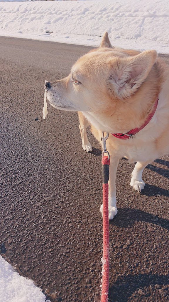うちの実家の犬鼻水凍りながら散歩してるwwwwwwwwwwww 