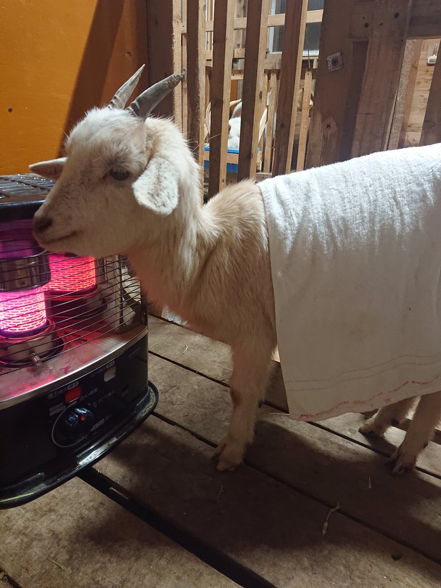 これは水溜まりで転んだヤギを乾かす作業 #動物 #ヤギ 