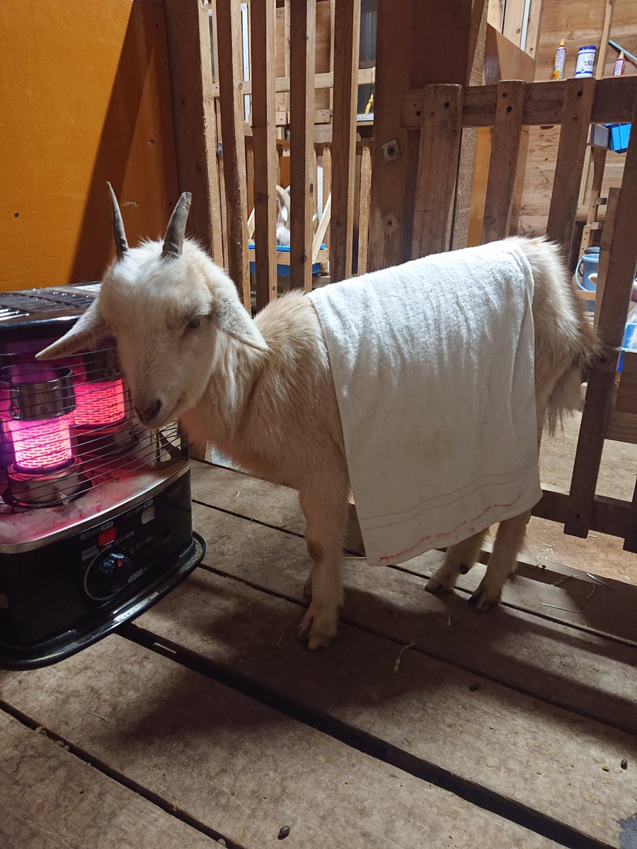 これは水溜まりで転んだヤギを乾かす作業 #動物 #ヤギ 