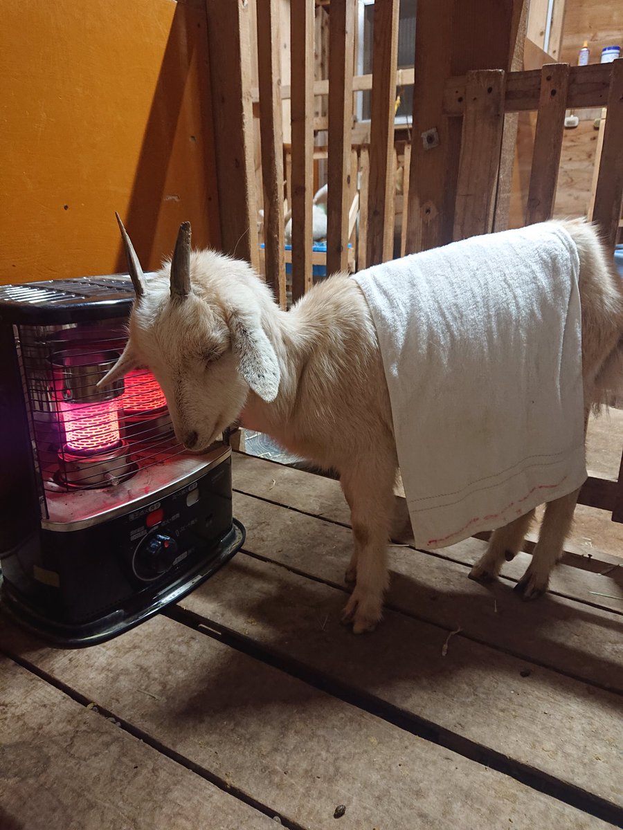 これは水溜まりで転んだヤギを乾かす作業 #動物 #ヤギ 