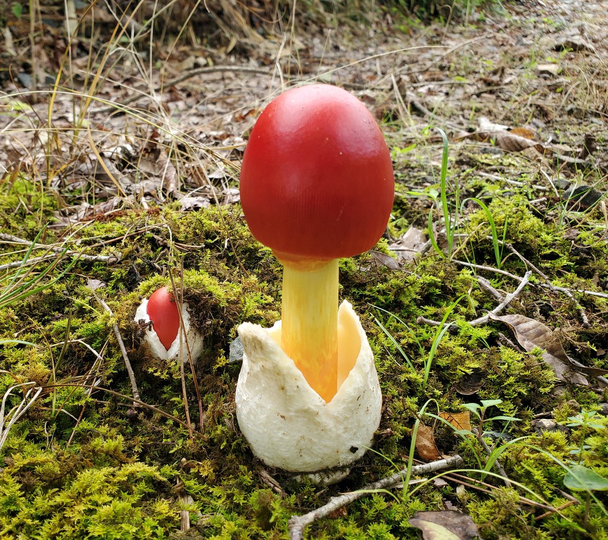 発見　6時間後　19時間後 