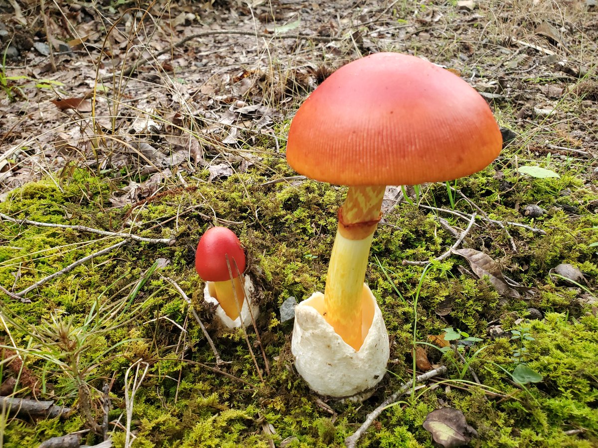 発見　6時間後　19時間後 