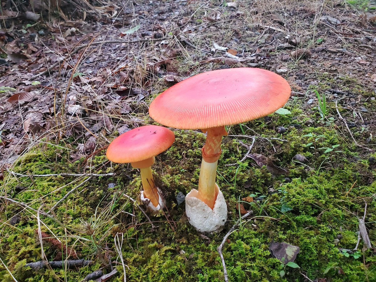 発見　6時間後　19時間後 