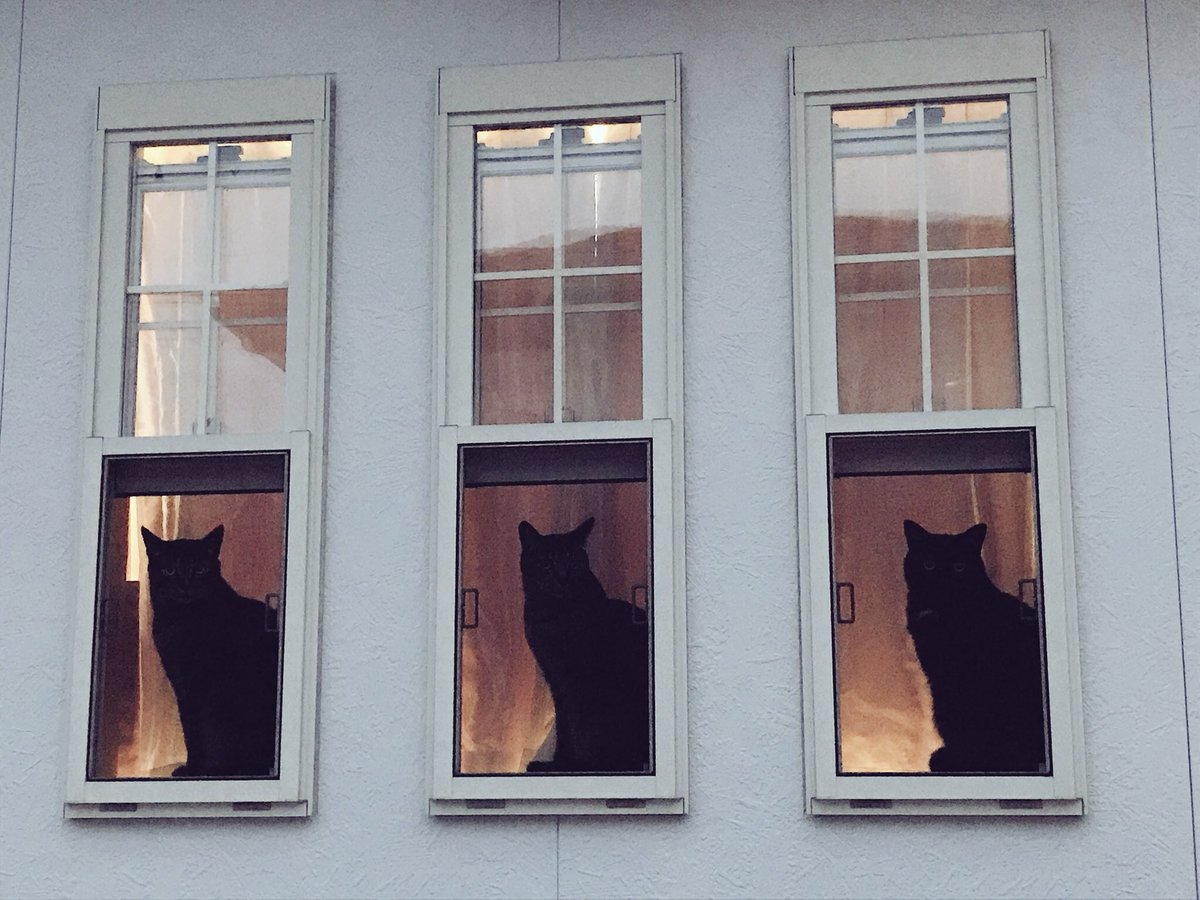 ピアノの先生のとこの🐈⬛×3 3匹並んで座っているのを見たのはこの時が初めてで2回目はまだ訪れていません… #お前よくぞそんニャ猫撮ってたな選手権