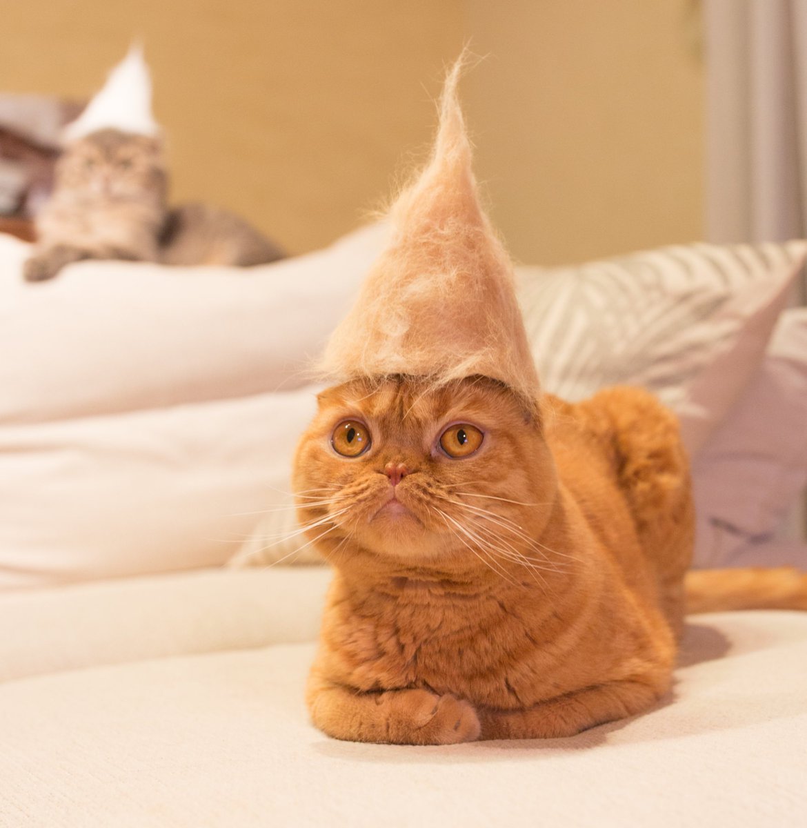 私が通ってる整体のお兄さん、硬派な感じやのに飼ってる猫の話になると溺愛話が止まらないのだけど「最近猫の抜け毛集めてて…」と話し始めて(か、変わってる…)と思ったら猫の抜け毛を再構築して猫帽子なるものを作る文化があるらしい