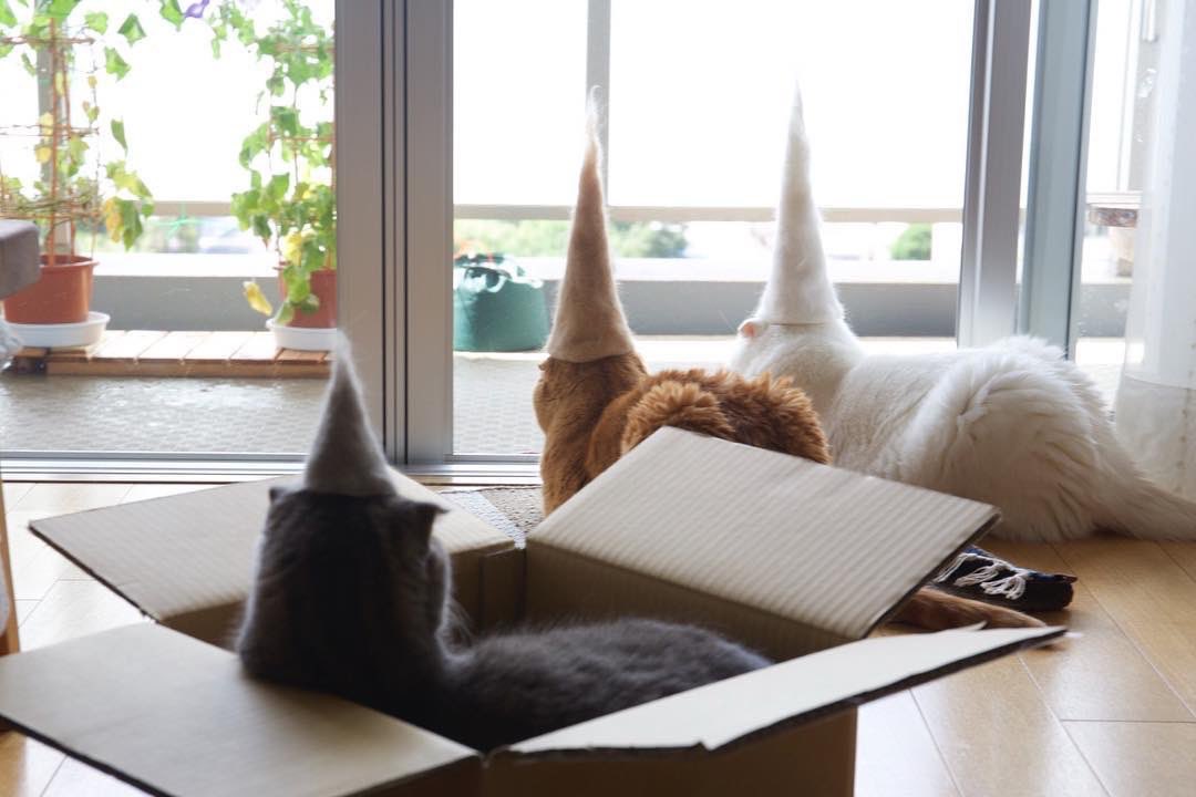 私が通ってる整体のお兄さん、硬派な感じやのに飼ってる猫の話になると溺愛話が止まらないのだけど「最近猫の抜け毛集めてて…」と話し始めて(か、変わってる…)と思ったら猫の抜け毛を再構築して猫帽子なるものを作る文化があるらしい