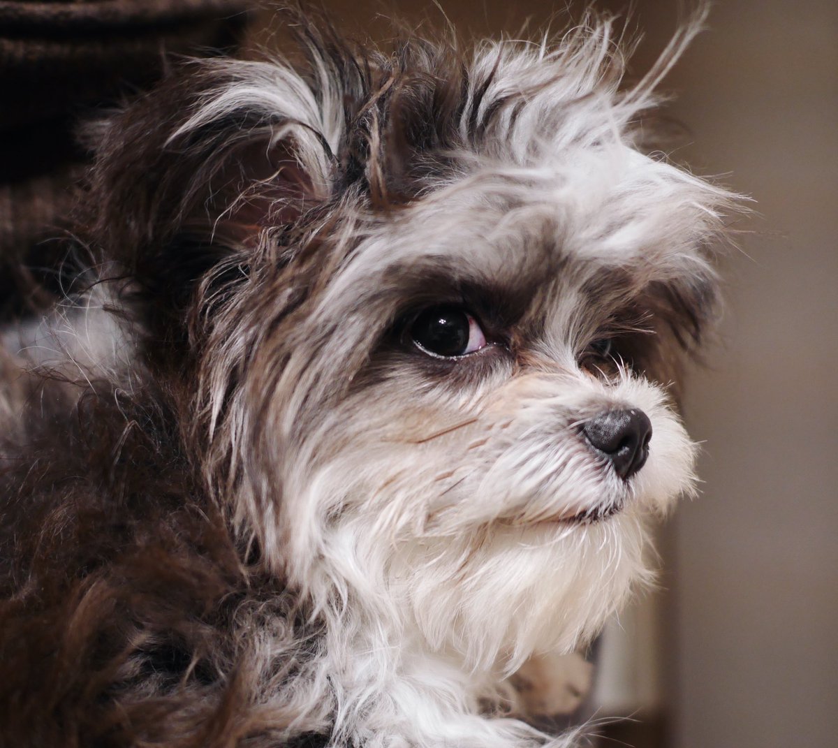 うちの犬、時々昭和の二枚目俳優みたいな顔する 