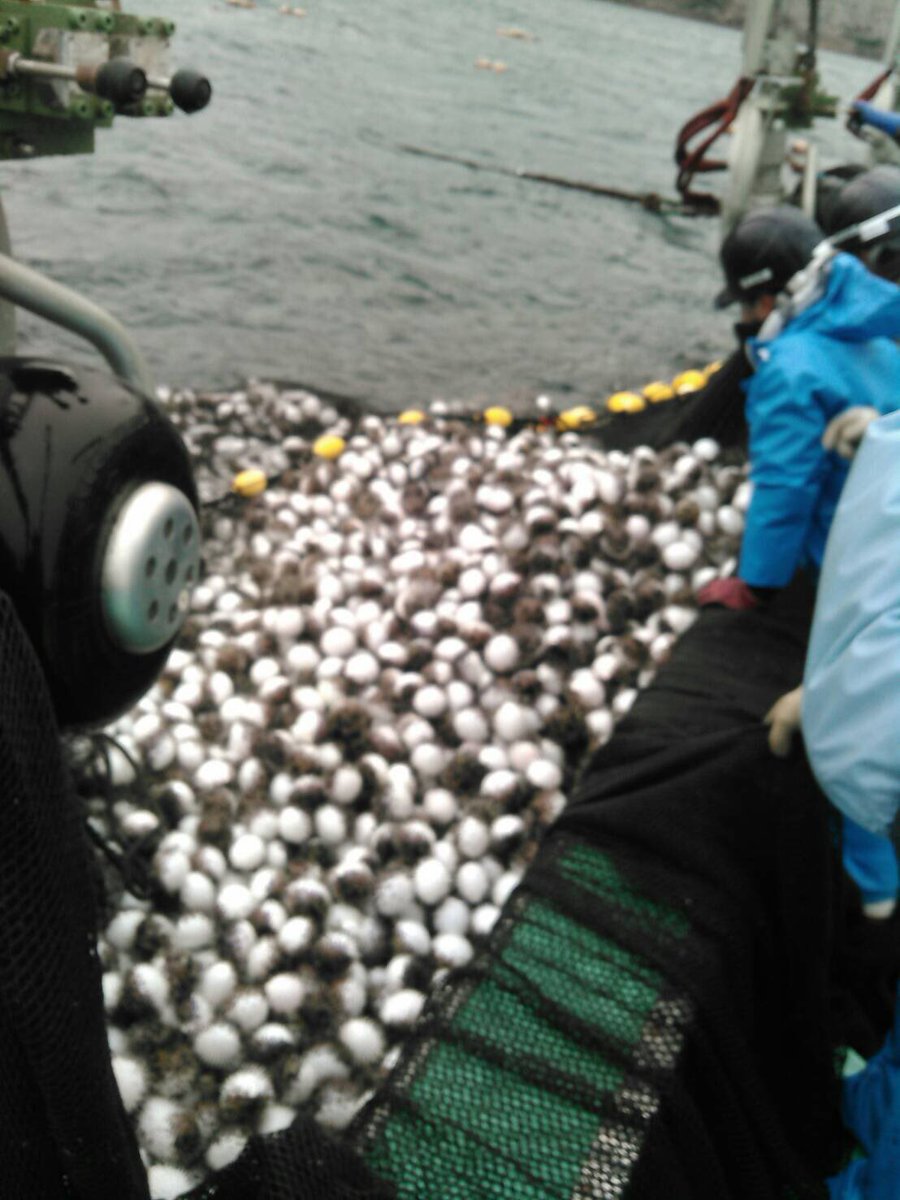 悲報ですw 塩津の定置網今年最初の漁でハリセンボンのオンパレードでした(。-_-。) アジングとかしてたら邪魔しにくるかもですよ… これ全部ハリセンボンw