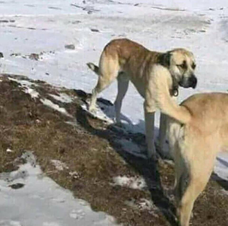 一瞬わんこが剛腕フィストかましてるのかと思ってしまった