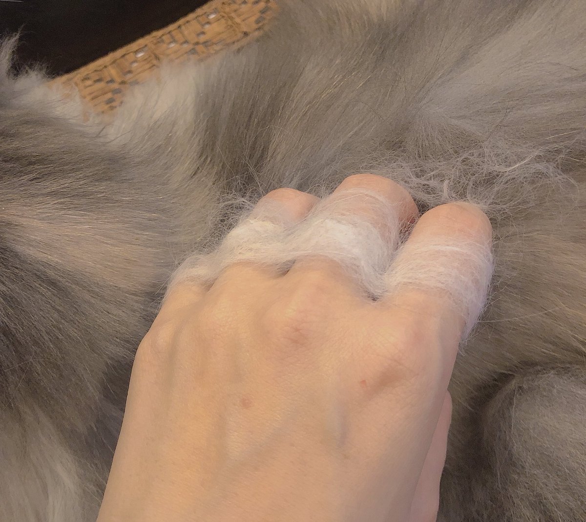 メインクーンちゃん手ぐしヨシヨシしてたらメリケンニャックできた 