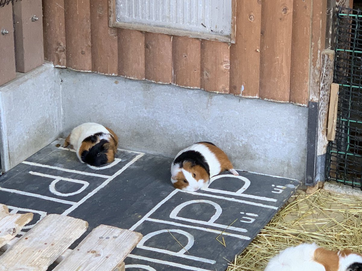 近くの動物園のモルモット小屋、広めの駐車場があるんだけど絶対何かを意識してるよな 
