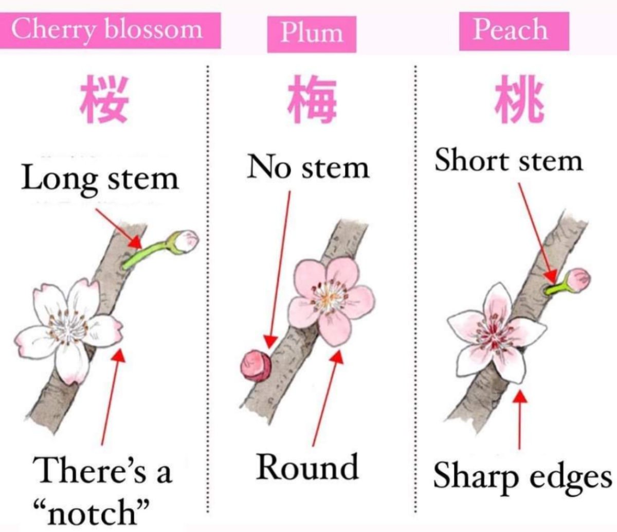 なるほど。よくわかってなかった😂 