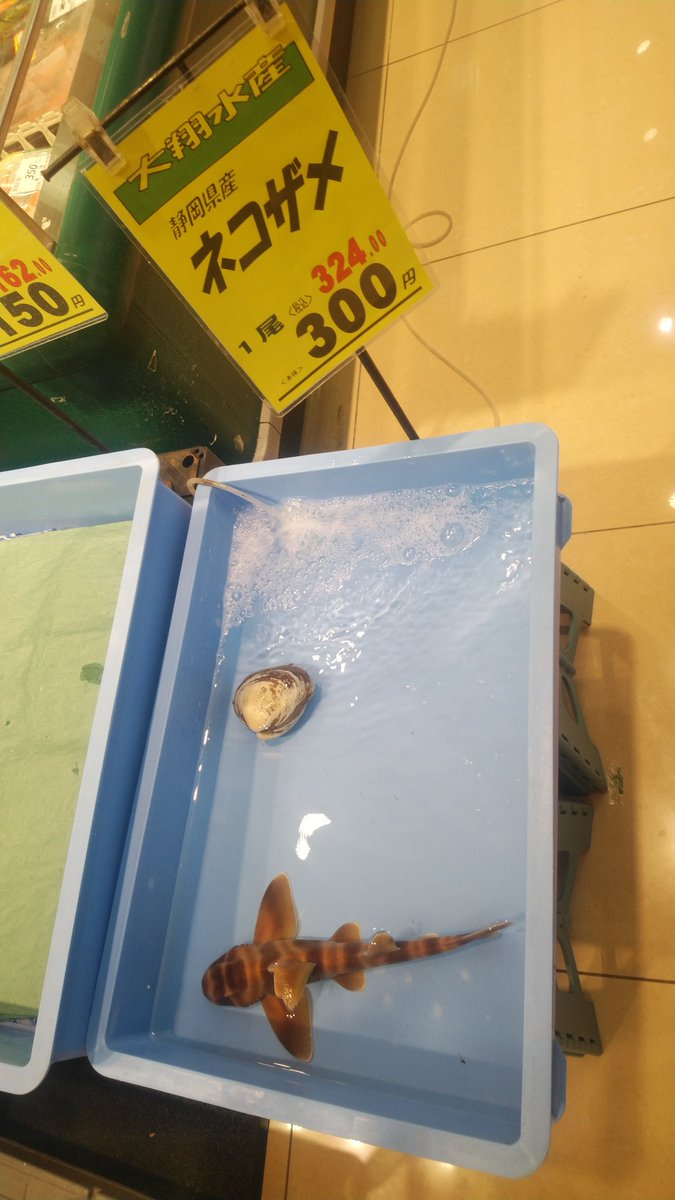 スーパーに生きたネコザメが売ってたんだが 