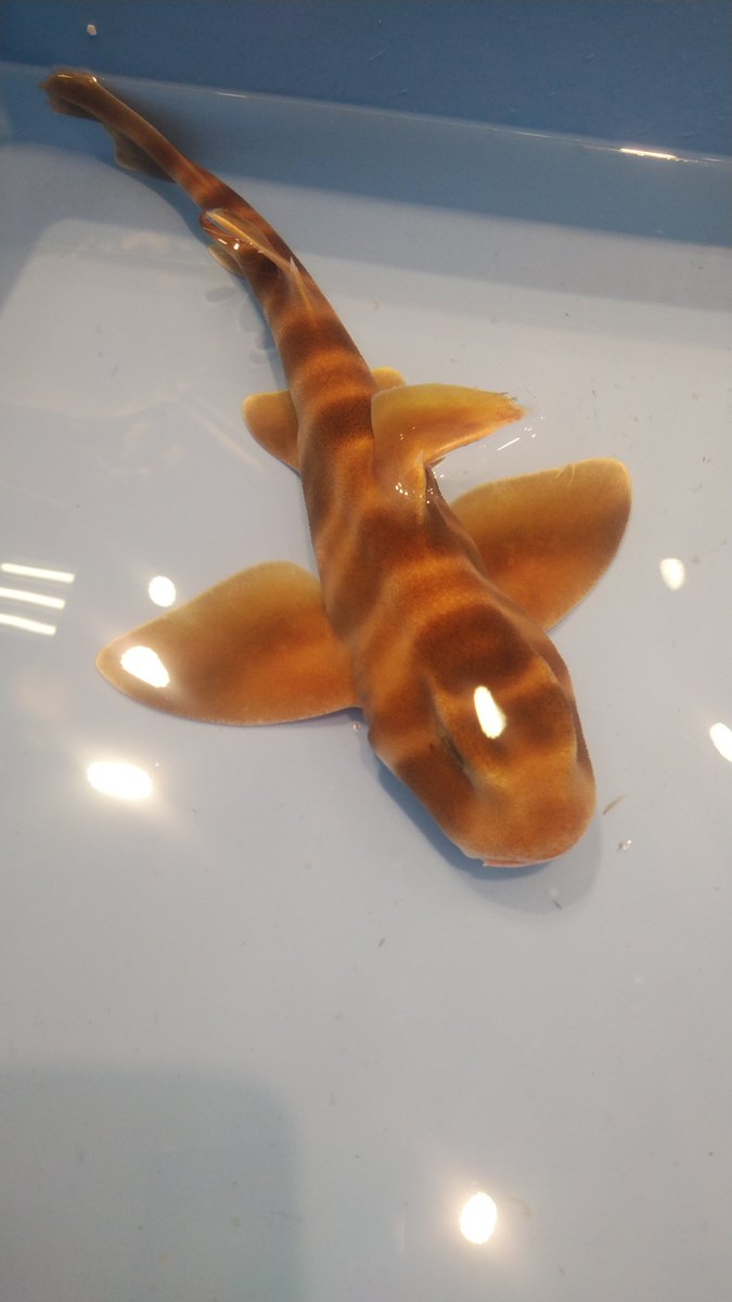 スーパーに生きたネコザメが売ってたんだが 