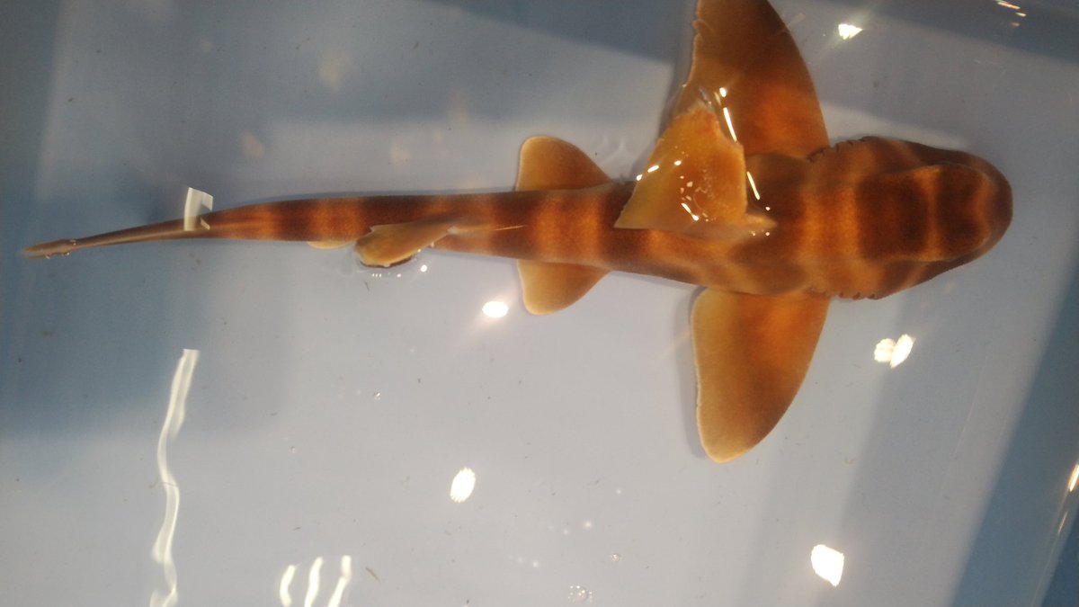 スーパーに生きたネコザメが売ってたんだが 