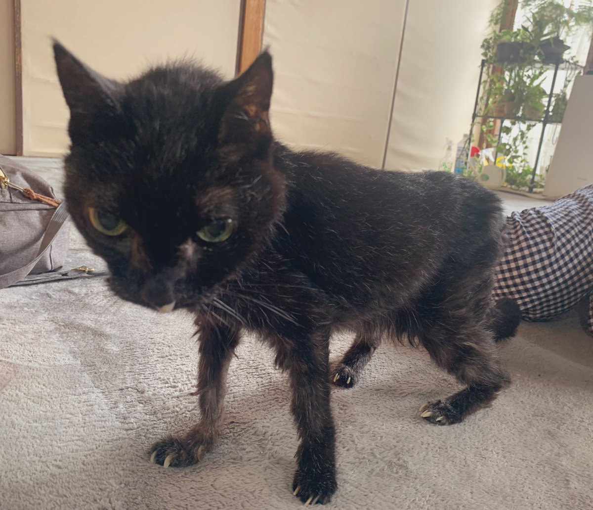 愛猫のクロが無事に24歳となりました🎂🙌 クロはずっと私の人生を支えてくれましたし、ここまで生きてくれて感謝しかありません🙏 ずいぶん痩せて足腰も弱いですが、まだ歩けます🐈⬛そして食欲もあります🍚 白髪もますます増えました👩🦳♡ 穏やかに過ごせるよう家族でケアをしてあげたいです☺️