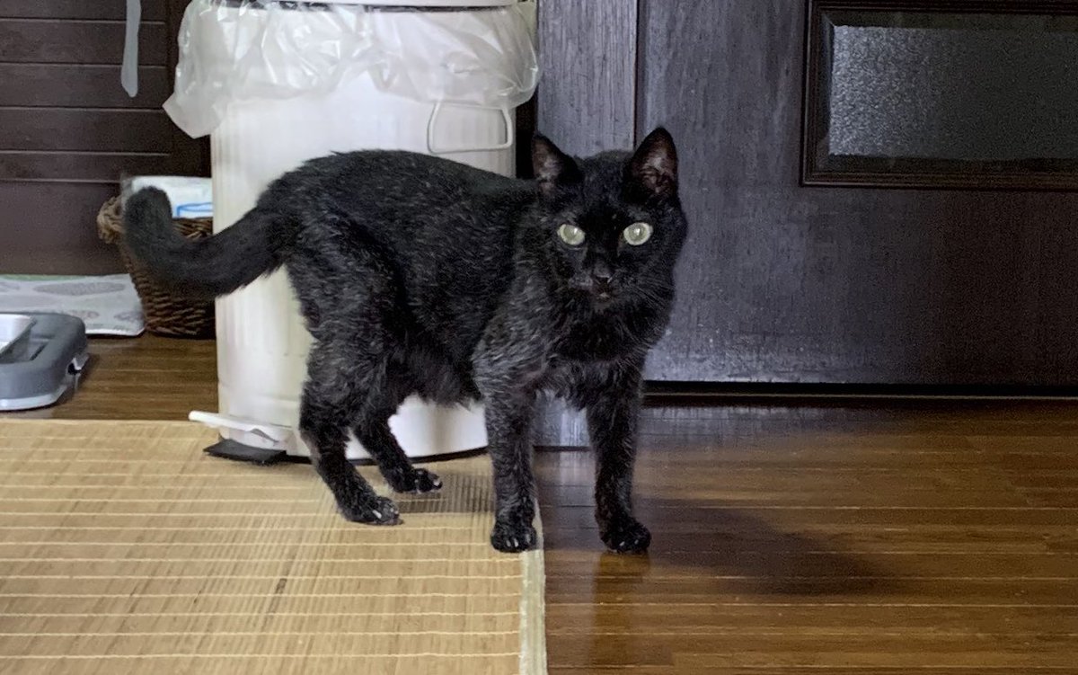 愛猫のクロが無事23歳となりました🎂🙌(8/23) 私はクロに育ててもらって、クロありきの人生でしたので本当に感謝しています🙏 「クロの白髪、沢山の人が褒めてくれたよ」と伝えました☺️ クロおめでとう🎉ありがとう❣️❣️