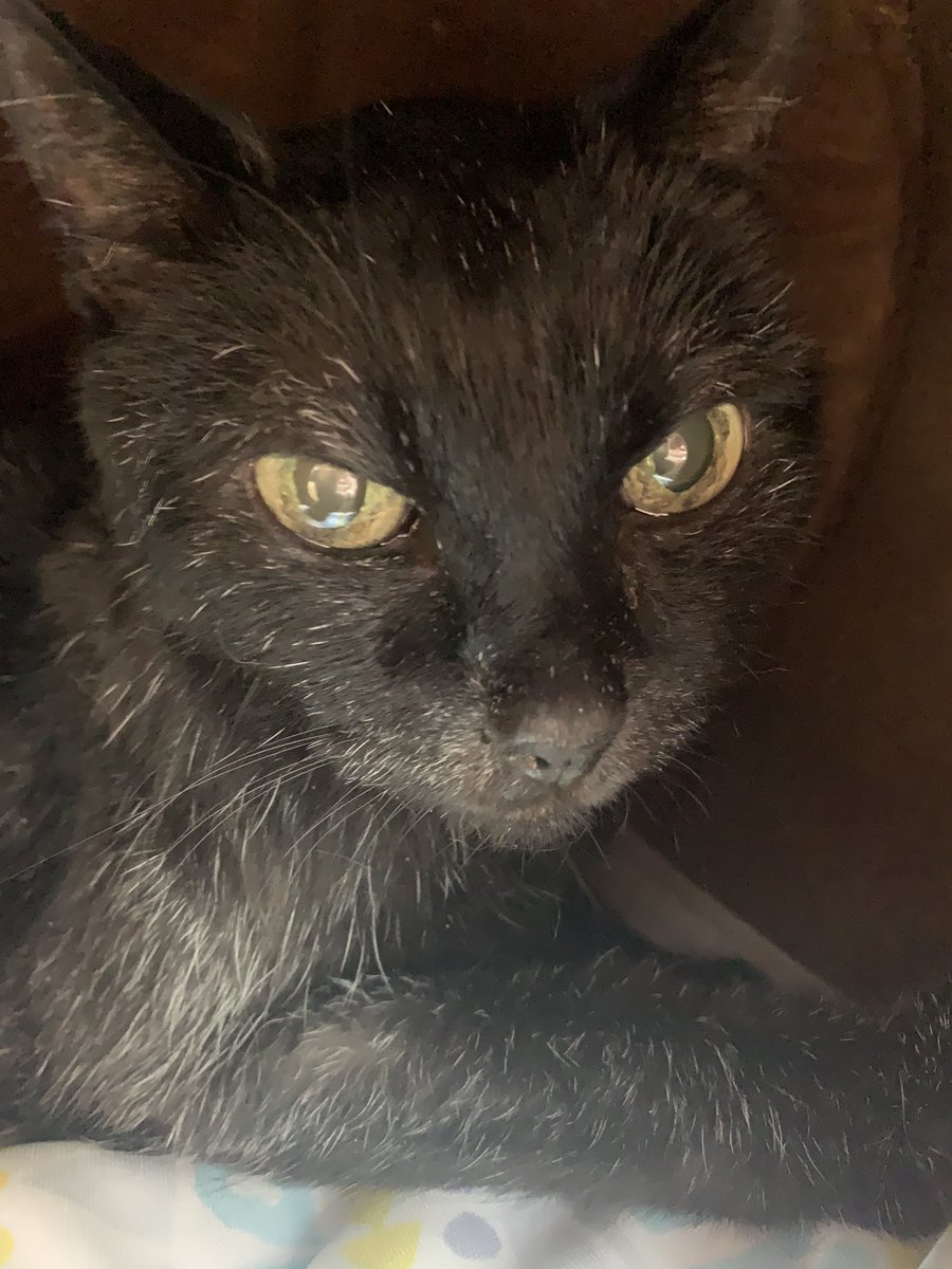 愛猫のクロが無事23歳となりました🎂🙌(8/23) 私はクロに育ててもらって、クロありきの人生でしたので本当に感謝しています🙏 「クロの白髪、沢山の人が褒めてくれたよ」と伝えました☺️ クロおめでとう🎉ありがとう❣️❣️