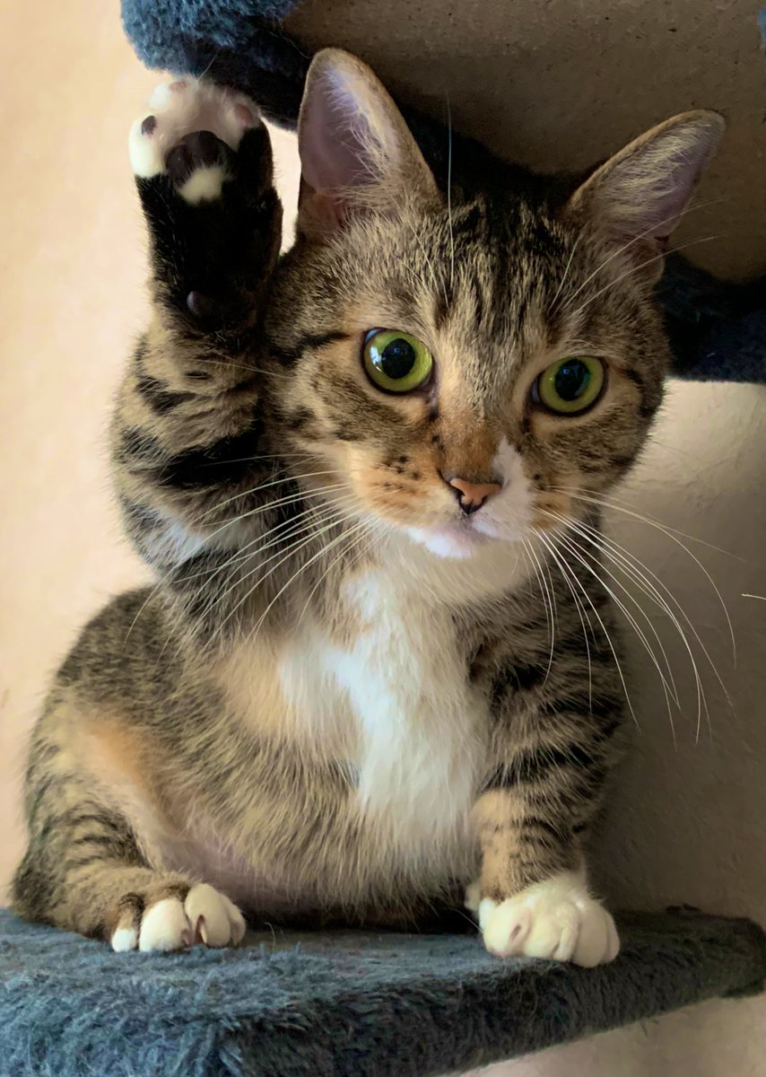 ウチのマンチカン、招き猫してました 右手上げてるので金運招福です これをご覧いただいたあなたの金運UPもお祈りします 