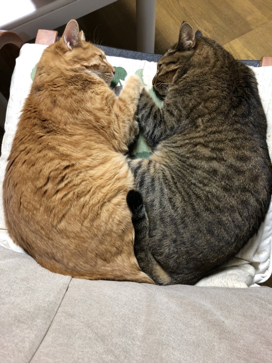 クッソ可愛いく撮れた仲良し兄妹なうちの猫見てくれ。 