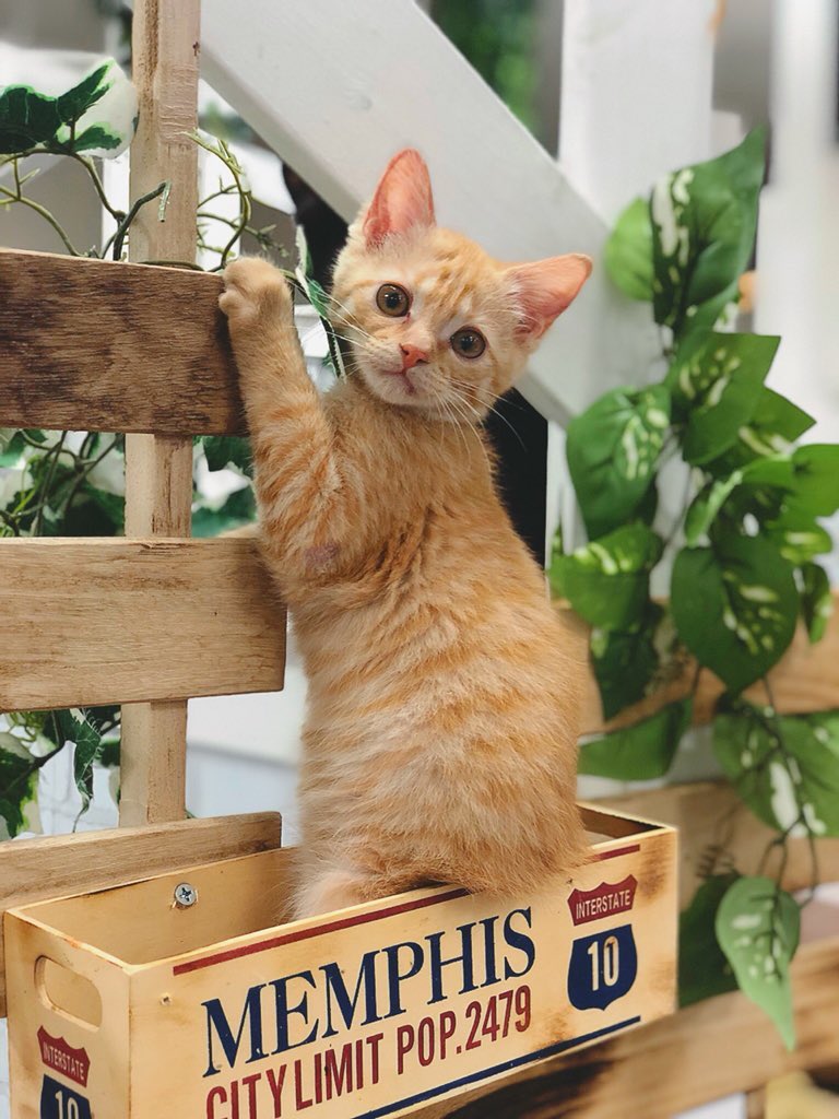 【助けてください】 当店の子猫が何者かに連れ去られ行方不明になってしまいました