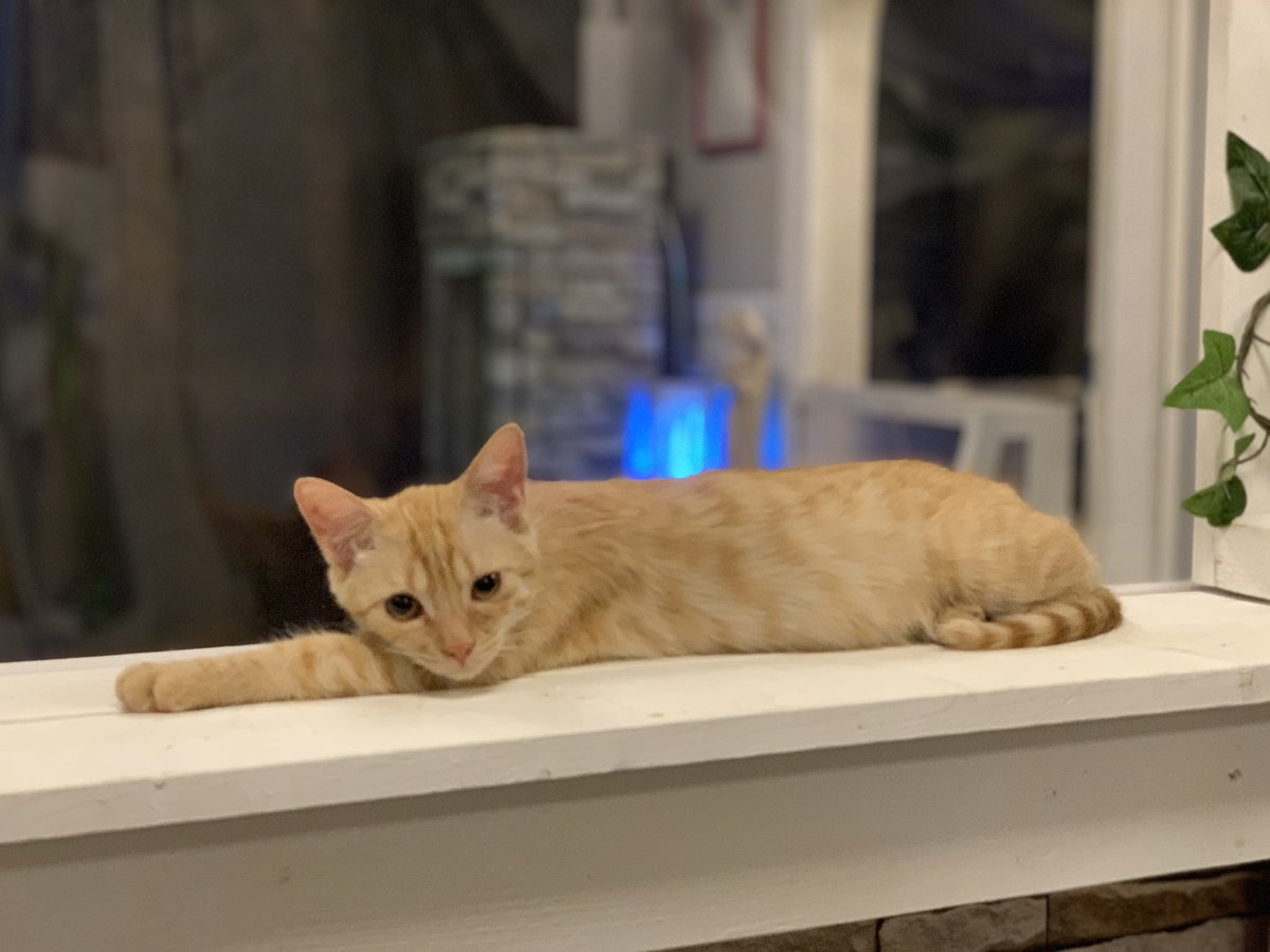 【助けてください】 当店の子猫が何者かに連れ去られ行方不明になってしまいました
