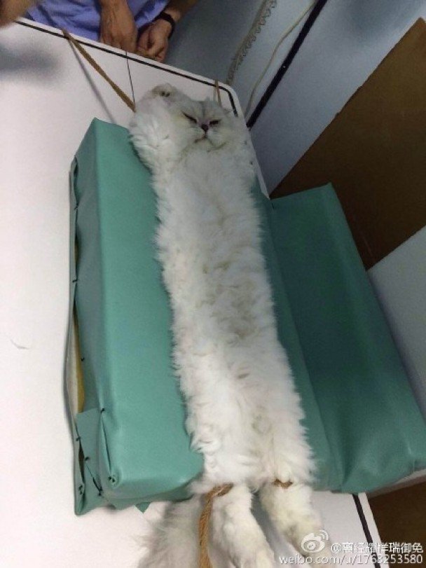 【悲報】病院で暴れたうちの猫、がっちり拘束されてしまう（笑） | netgeek  