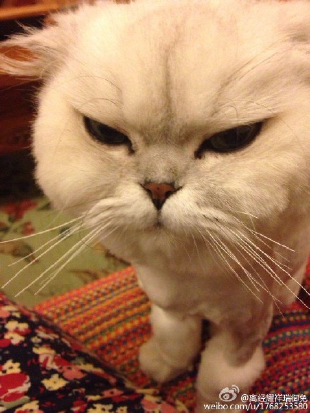 【悲報】病院で暴れたうちの猫、がっちり拘束されてしまう（笑） | netgeek  