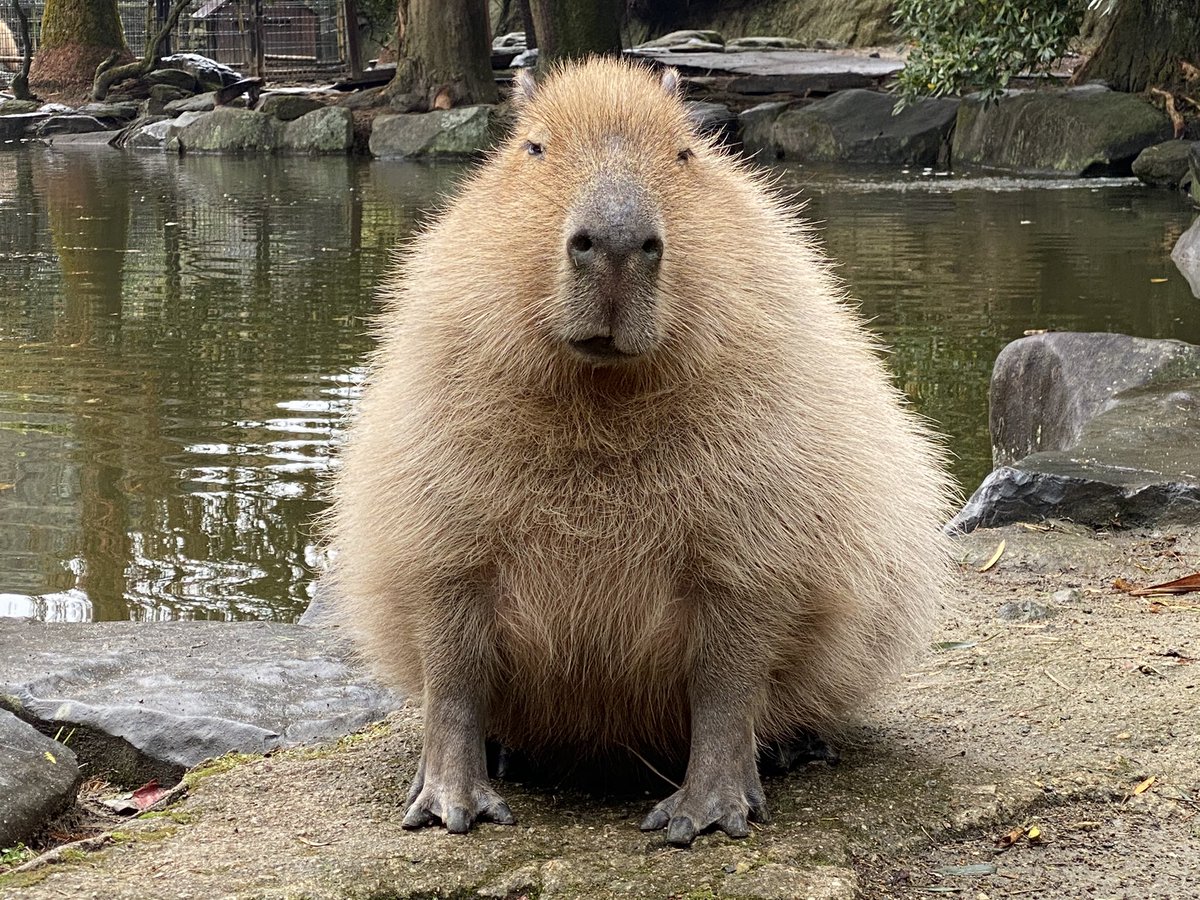  「雪にならんでよかったね...」/｀ｴ´＼ #朝カピ 