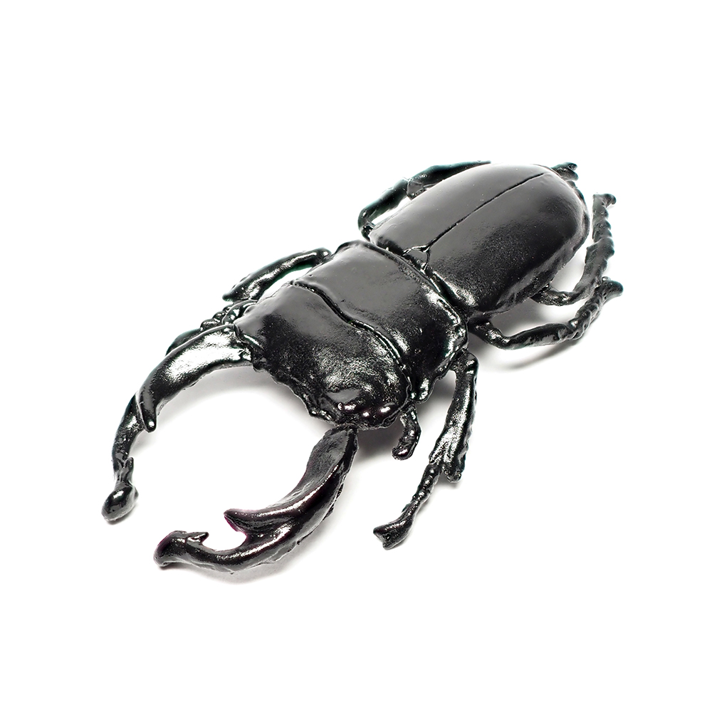  オオクワガタは黒いダイヤとも称される人気の昆虫です