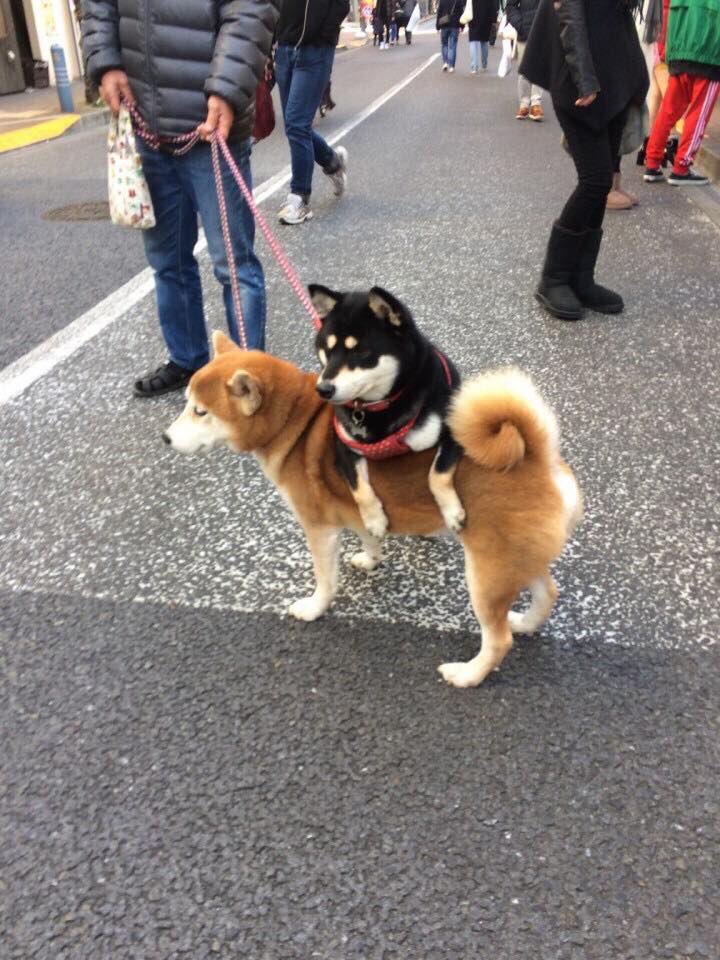 何年か前に三軒茶屋で遭遇した、犬の上で、ひと休みする犬。 