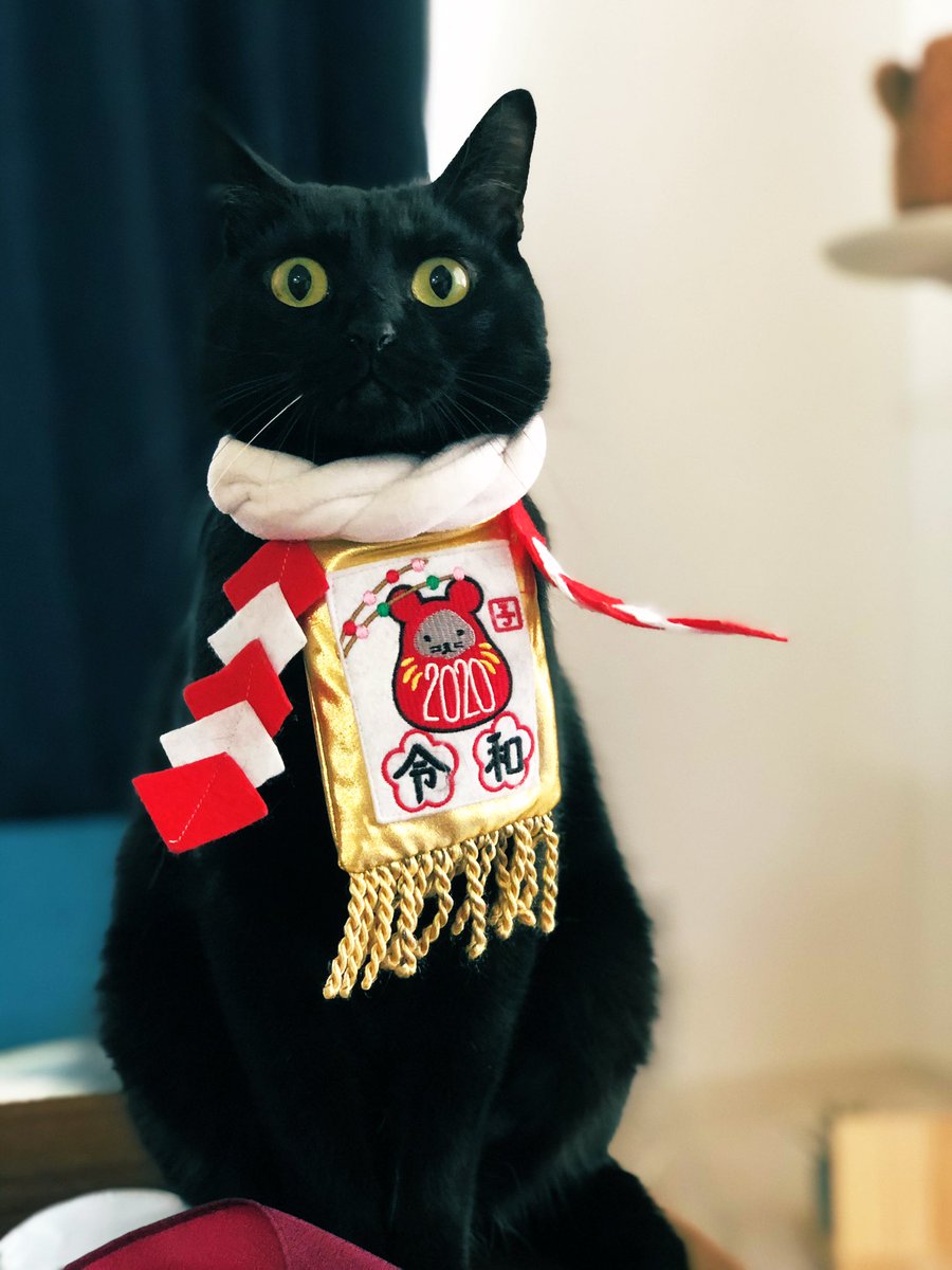 地震の備えとして 首輪が必要なんですが何故か見当たらず、とりあえず えらいめでたいのを着けました 本人も満更でもない様子で 背筋がしゃんとしています 