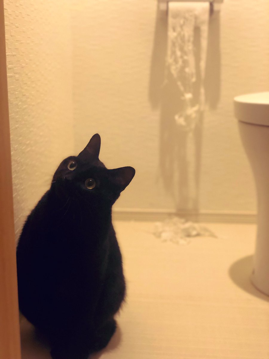 🐈‍⬛「僕じゃない。」 