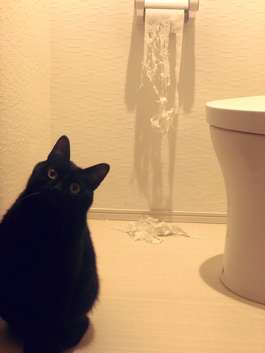🐈‍⬛「僕じゃない。」 