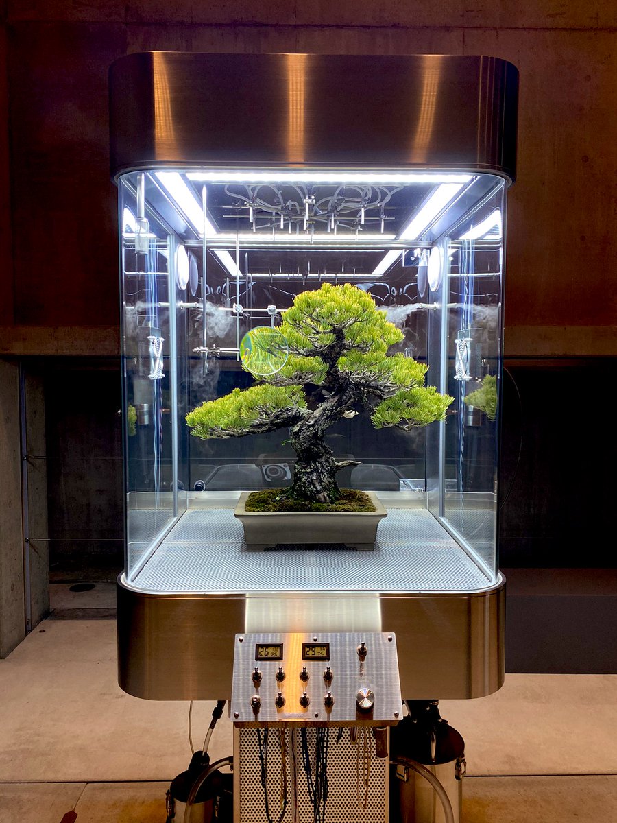 超クールな盆栽あった 