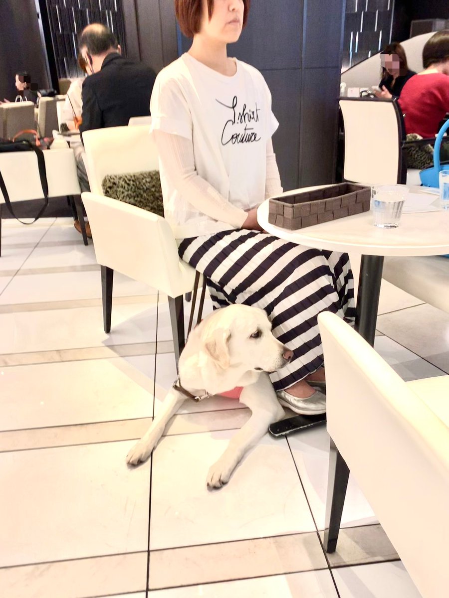 盲導犬って、お店に入ったらどうするかってご存知ですか