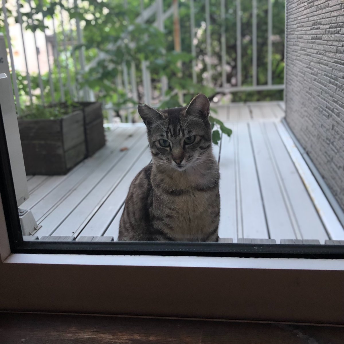 なんか代わる代わるニャンコがうちを覗きに来るんだけど、なにこれ💕 