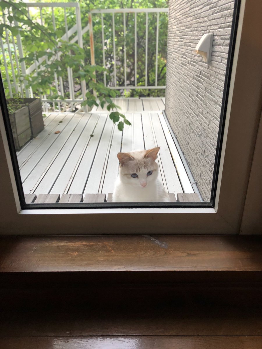 なんか代わる代わるニャンコがうちを覗きに来るんだけど、なにこれ💕 