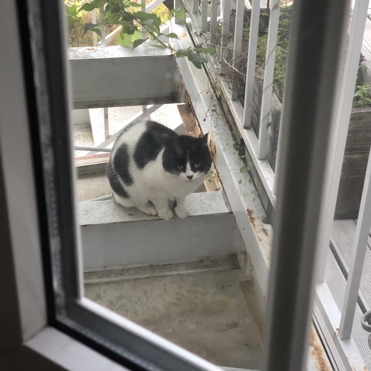 なんか代わる代わるニャンコがうちを覗きに来るんだけど、なにこれ💕 