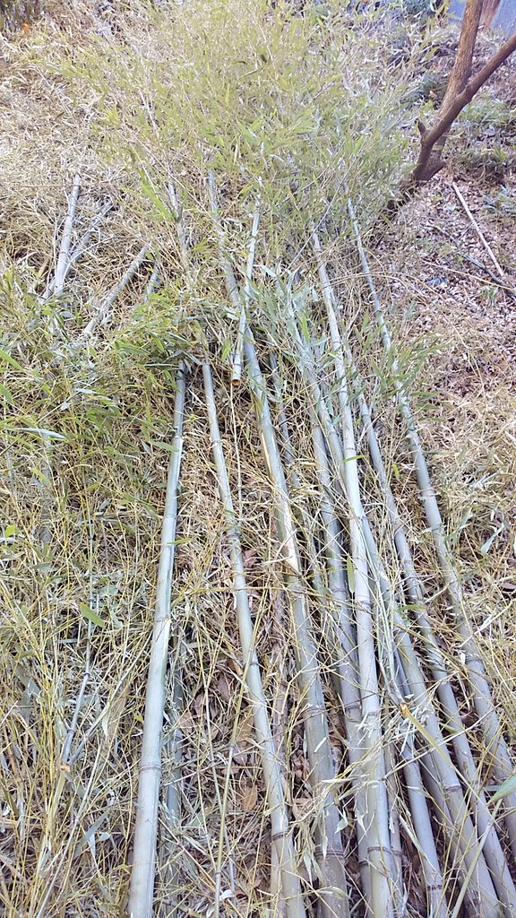 竹を枯らすには、12月～2月までの冬の間に1m位の高さで切っておくのよ