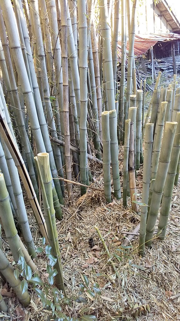 竹を枯らすには、12月～2月までの冬の間に1m位の高さで切っておくのよ