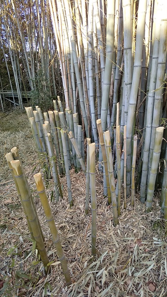 竹を枯らすには、12月～2月までの冬の間に1m位の高さで切っておくのよ